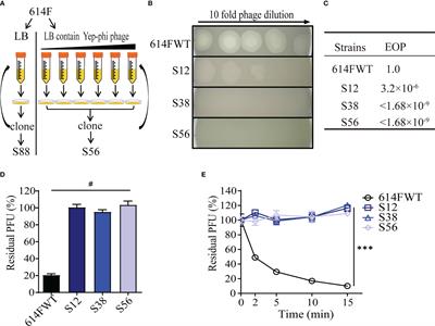 Interplays of mutations in waaA, cmk, and ail contribute to phage resistance in Yersinia pestis